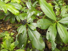 Ardisia nigrovirens