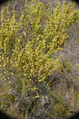 Erica serrata