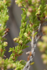 Erica serrata