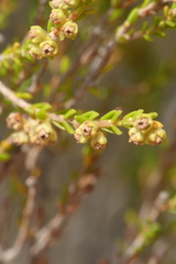 Erica serrata