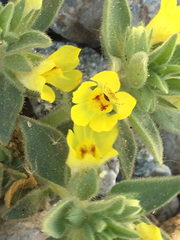 Mohavea breviflora