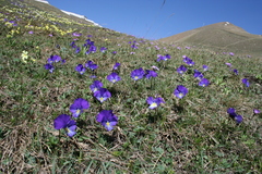 Viola oreades