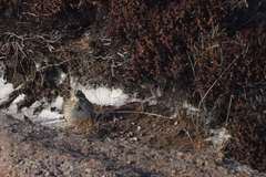 Passerculus sandwichensis princeps