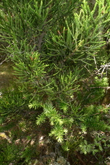 Halocarpus biformis