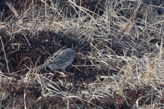 Passerculus sandwichensis princeps