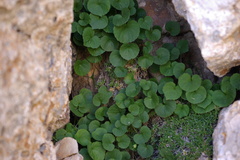 Viola caucasica