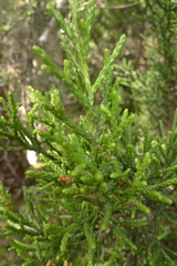 Halocarpus biformis