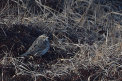 Passerculus sandwichensis princeps