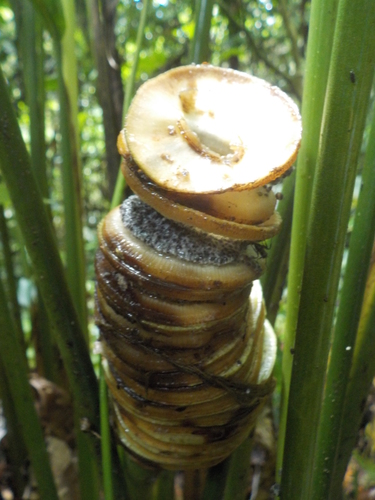 Cyclanthus bipartitus