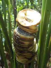 Cyclanthus bipartitus