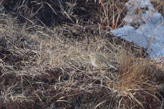 Passerculus sandwichensis princeps