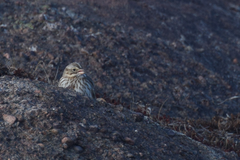 Passerculus sandwichensis princeps