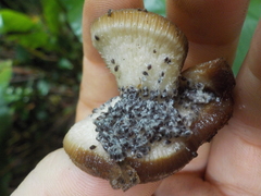 Cyclanthus bipartitus