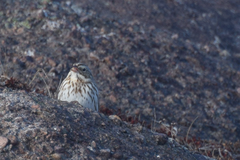 Passerculus sandwichensis princeps