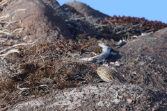 Passerculus sandwichensis princeps