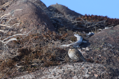 Passerculus sandwichensis princeps