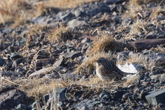 Passerculus sandwichensis princeps