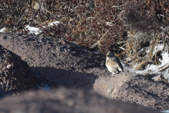 Passerculus sandwichensis princeps