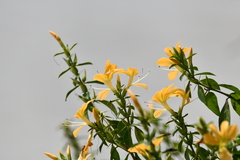 Barleria tanzaniana image