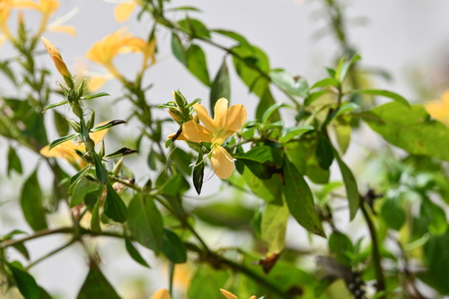 Barleria tanzaniana image