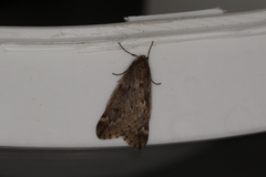 Alsophila aescularia