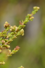 Erica serrata