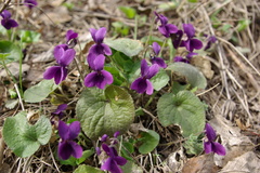 Viola somchetica
