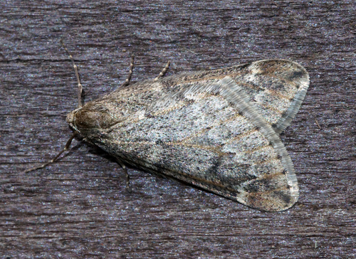 March Moth