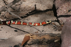 Lampropeltis knoblochi