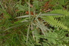 Olearia lacunosa
