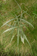 Olearia lacunosa