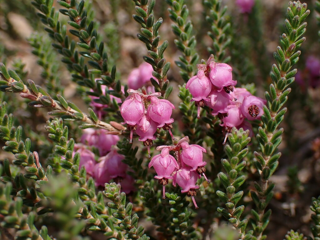 Erica physantha