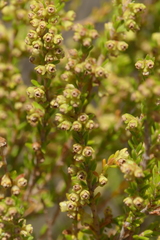 Erica serrata
