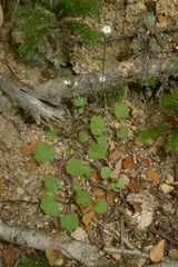 Lagenophora strangulata