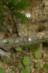 Lagenophora strangulata