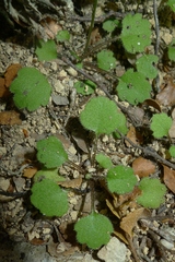 Lagenophora strangulata