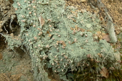 Ostropomycetidae