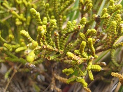 Veronica poppelwellii