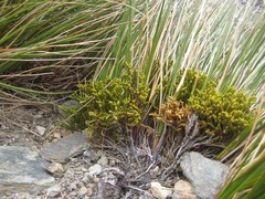 Veronica poppelwellii