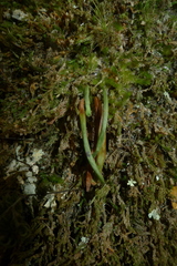 Notogrammitis angustifolia nothofageti