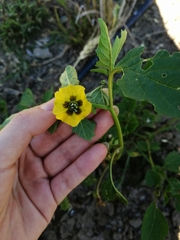 Physalis ixocarpa