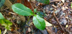 Ilex perado subsp. perado image