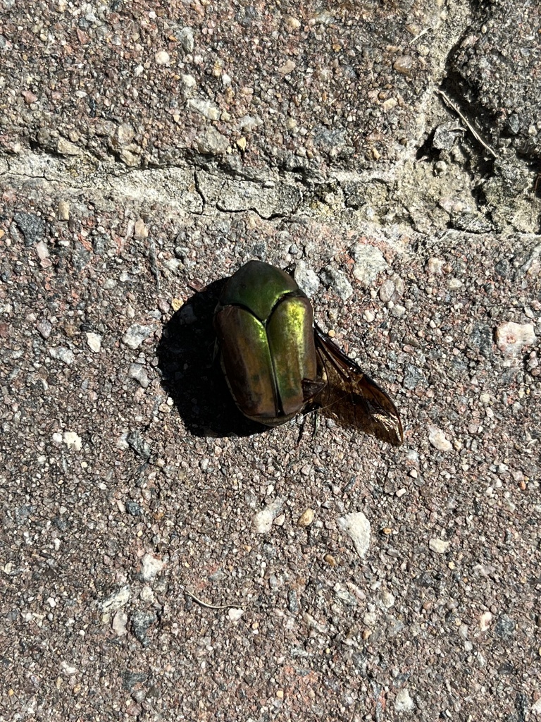 Common Green June Beetle In September 2023 By Dark L0rd2 INaturalist   Large 