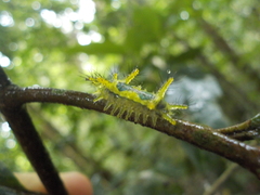 Zygaenoidea