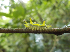 Zygaenoidea