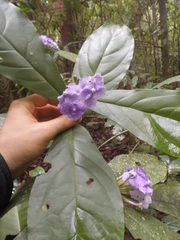 Brunfelsia grandiflora