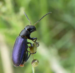 Buphonella nigroviolacea
