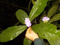 Brunfelsia grandiflora