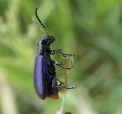 Buphonella nigroviolacea