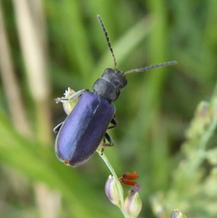 Buphonella nigroviolacea